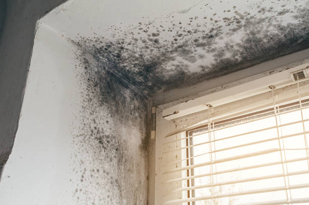 Affordable Mold Removal solutions in Hillsdale, NJ